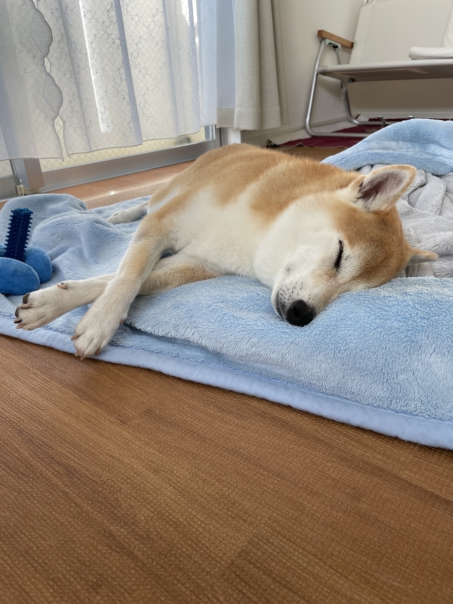 眠る犬