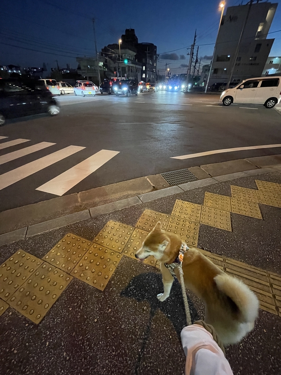 散歩する犬