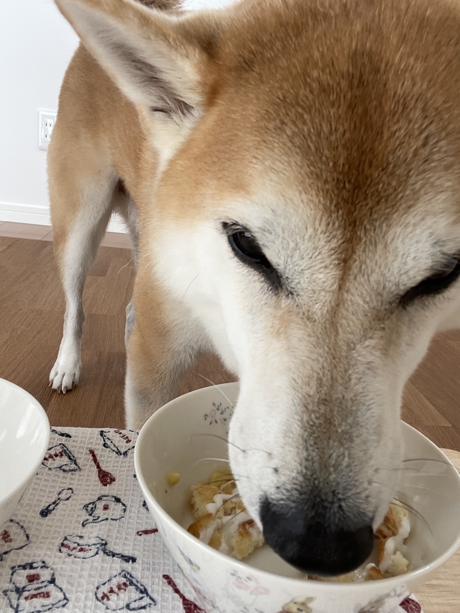 おやつを食べる犬