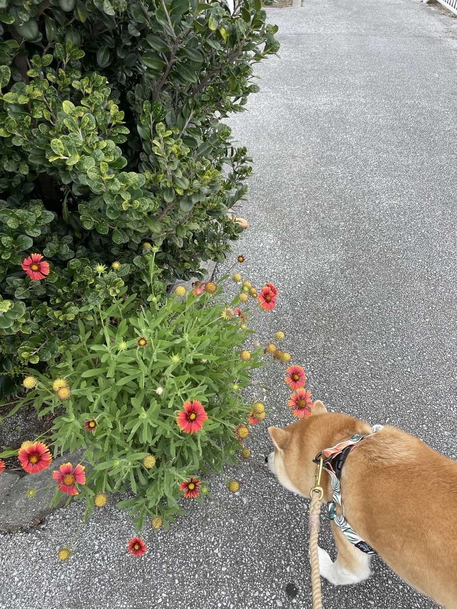 散歩する犬とお花