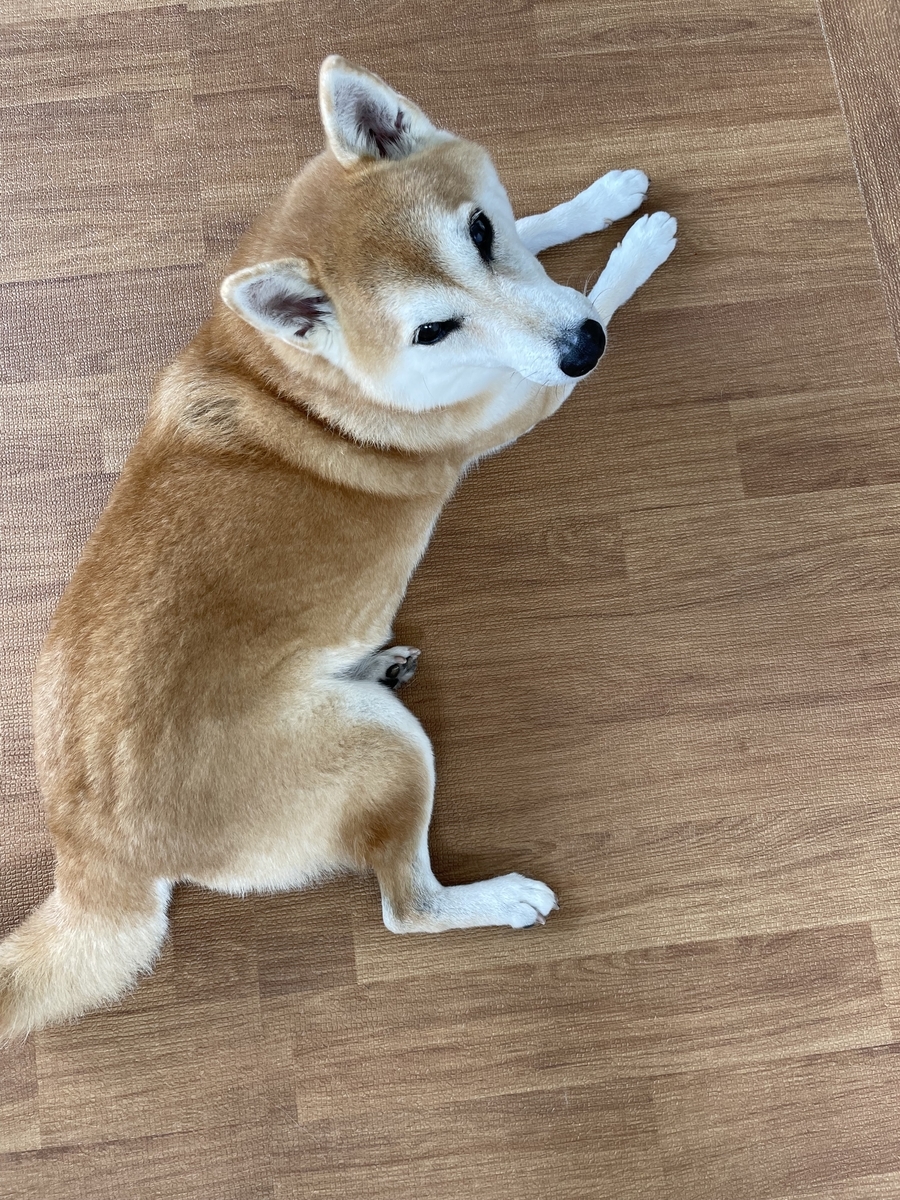 見上げる犬