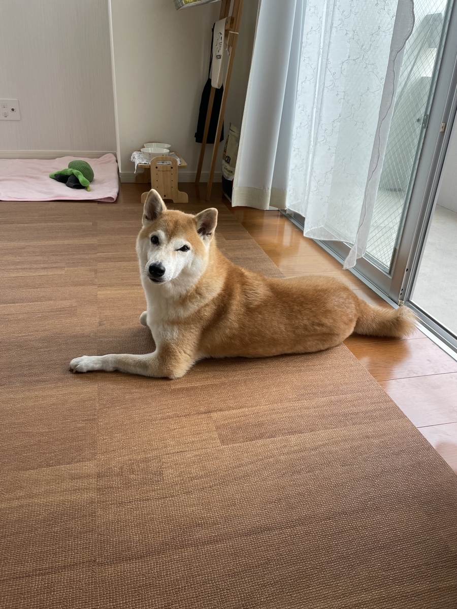 こちらを見る犬