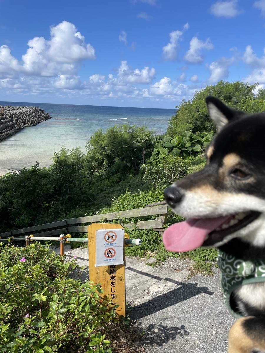 犬と海