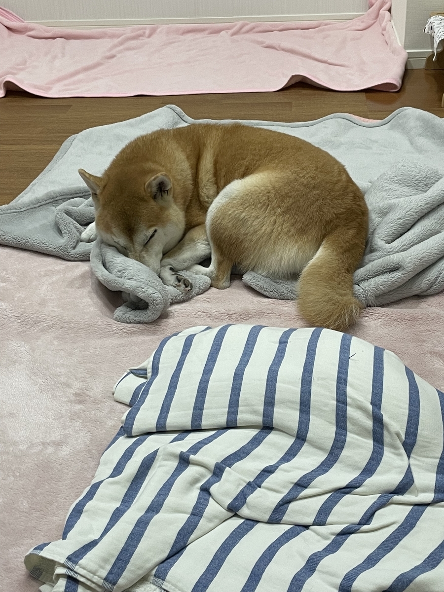 眠る犬