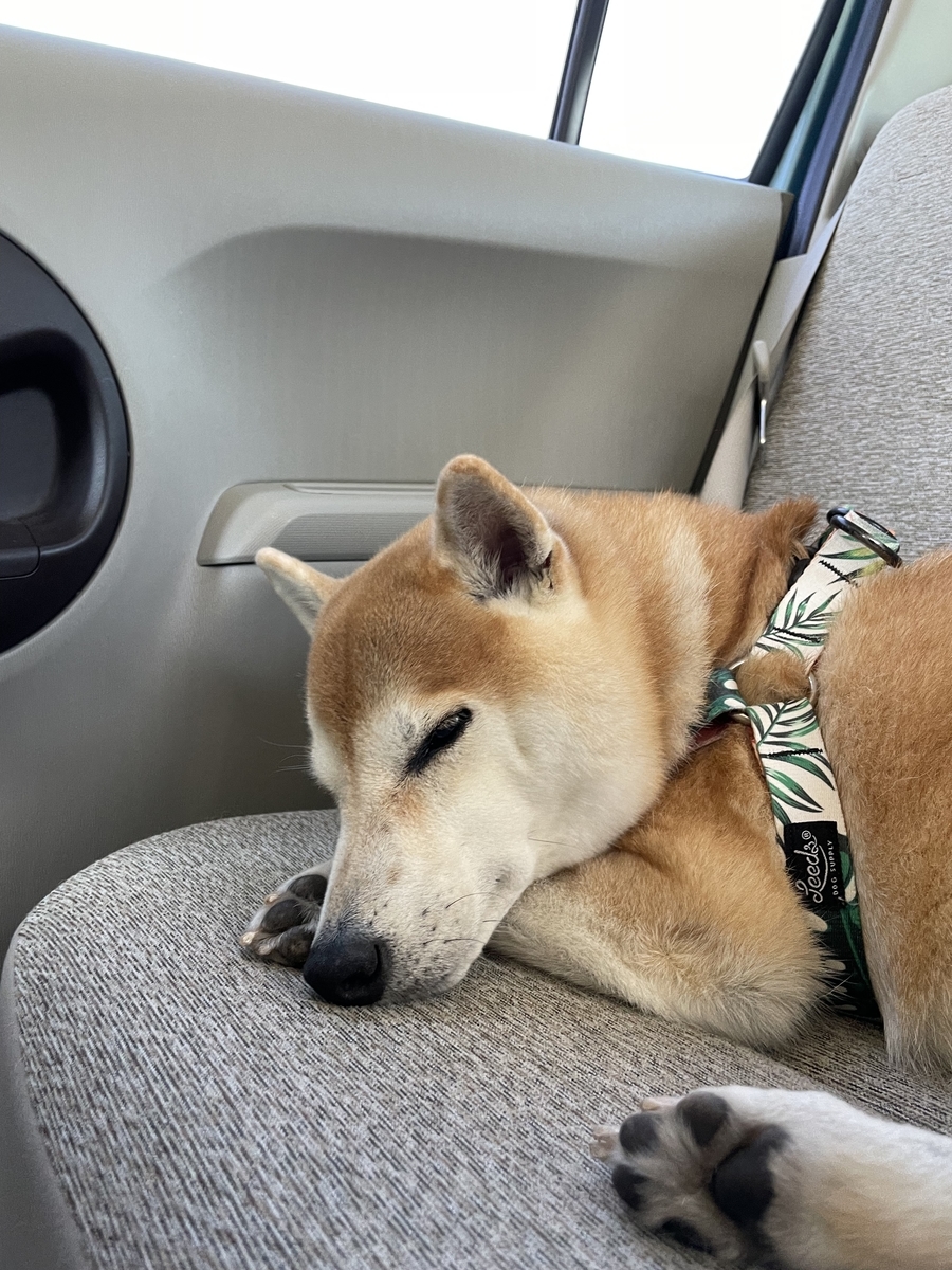 眠る犬
