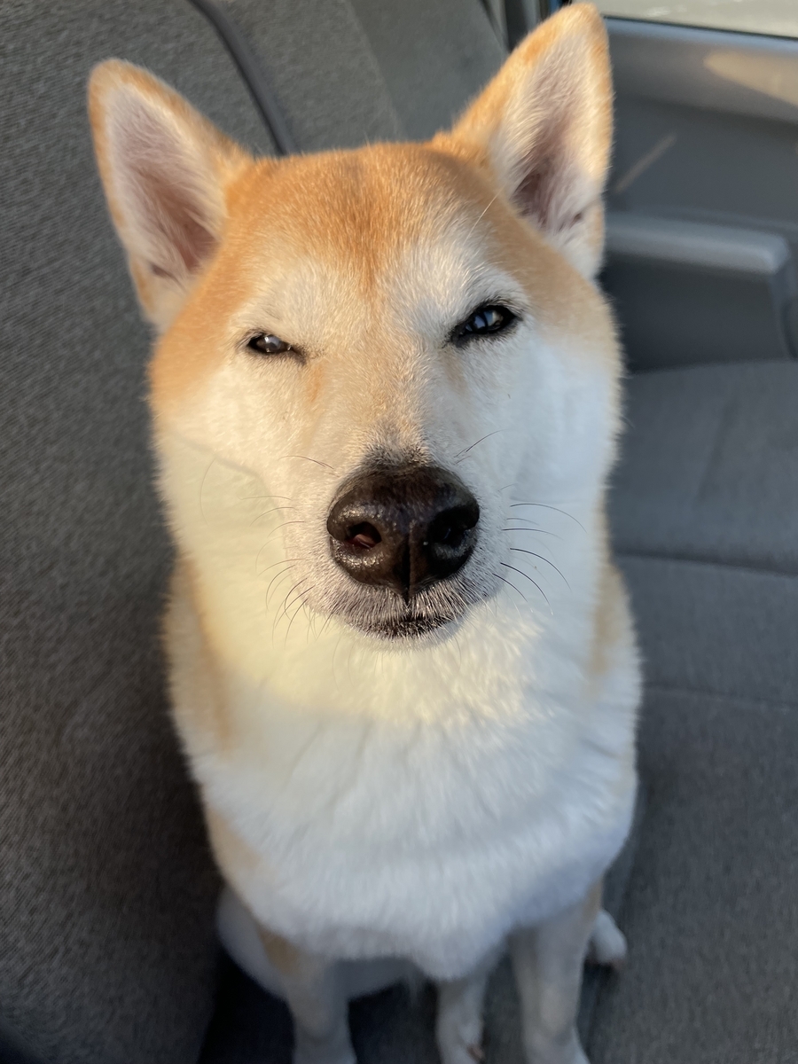 微笑む犬