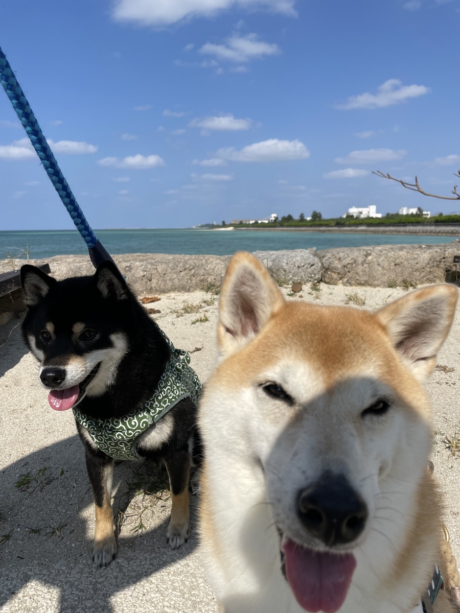 二匹の犬