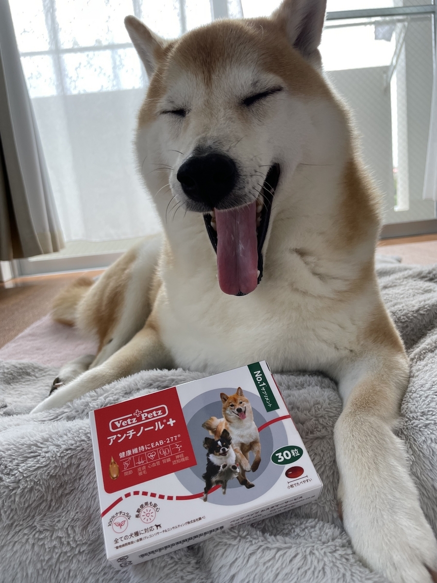 薬と犬