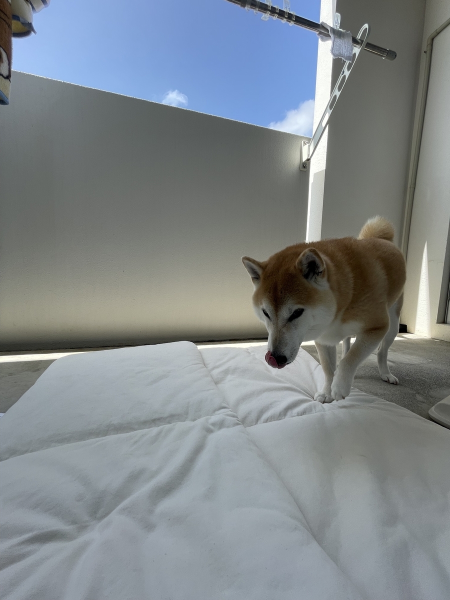 青空と犬