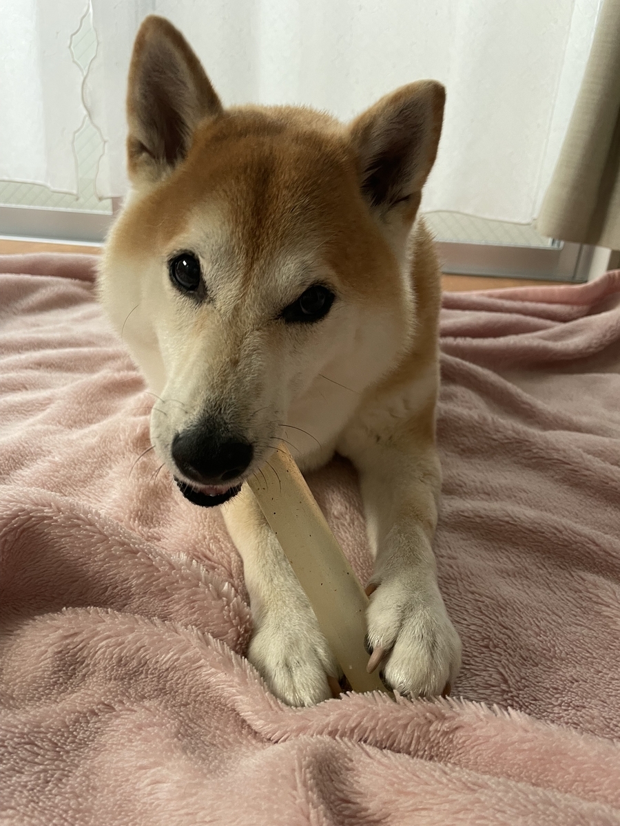 骨を噛む犬