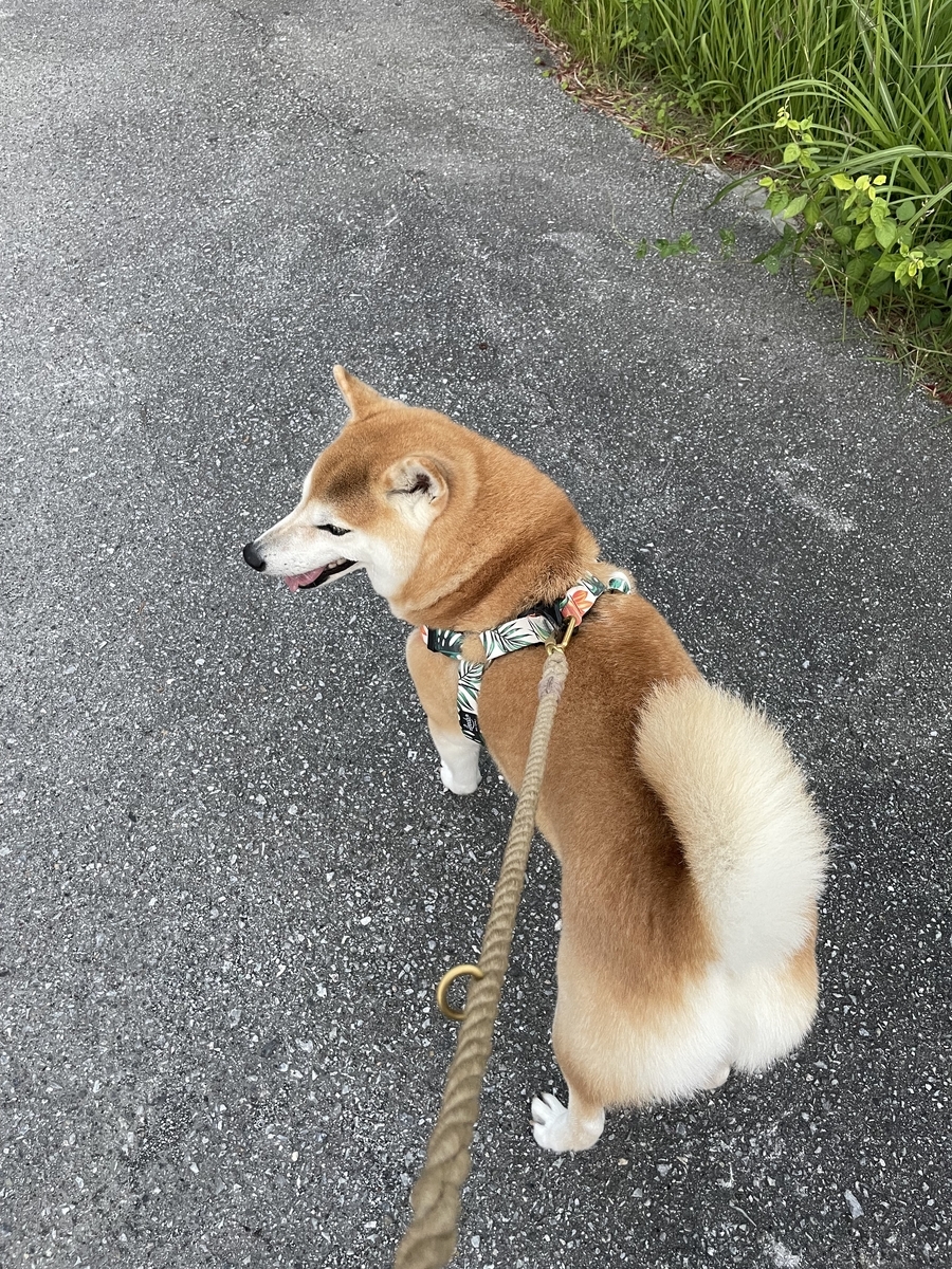 散歩する犬