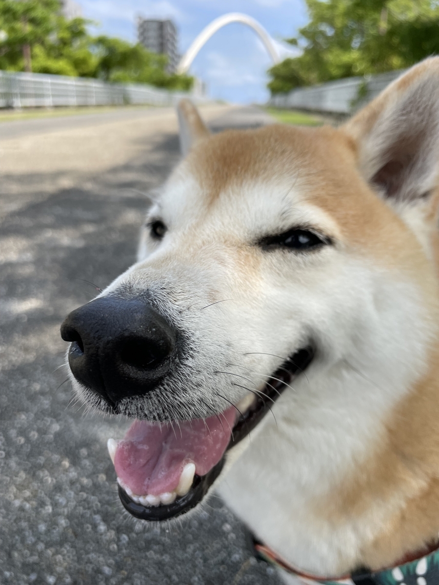 笑う犬