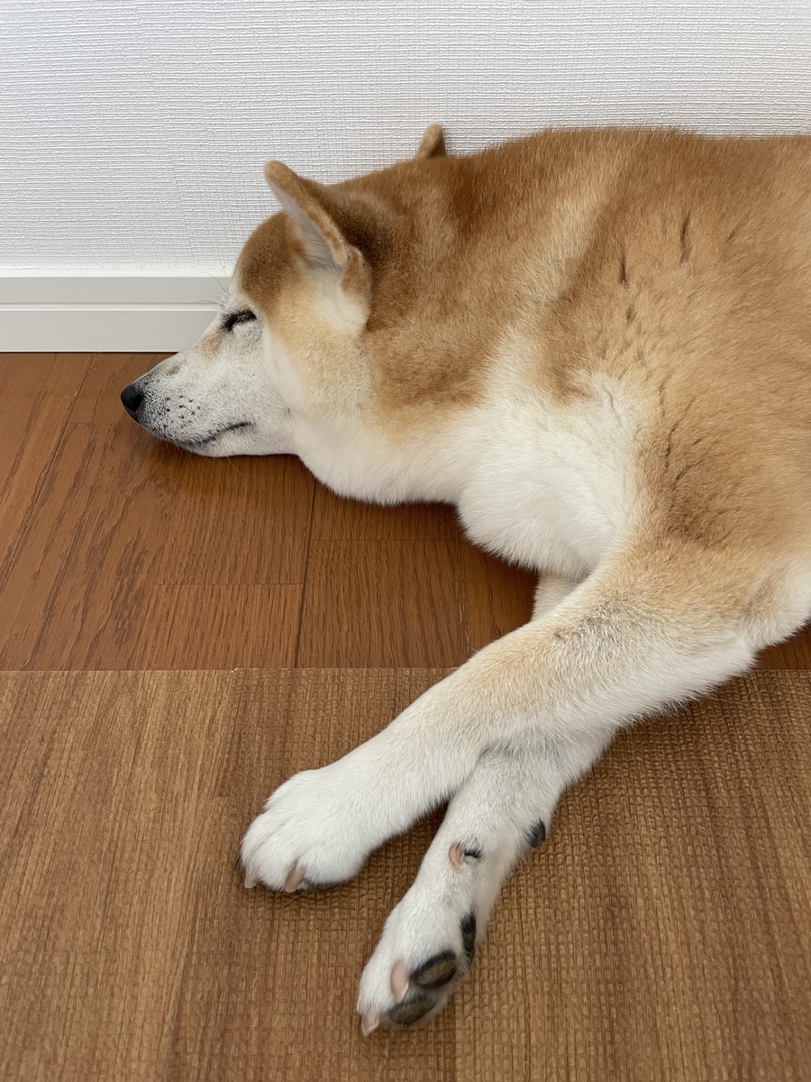 眠る犬