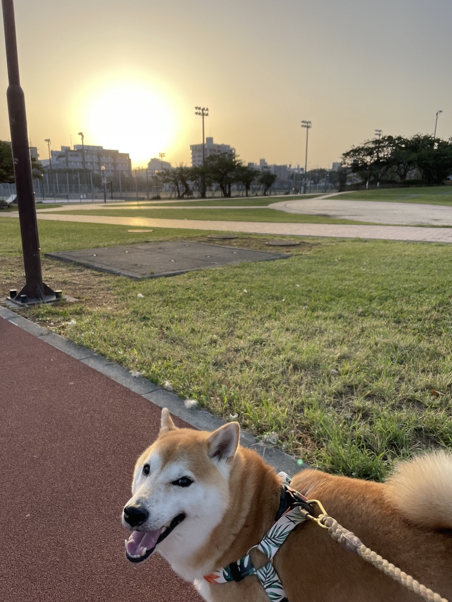 朝日と犬