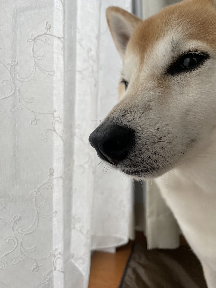 見つめる犬