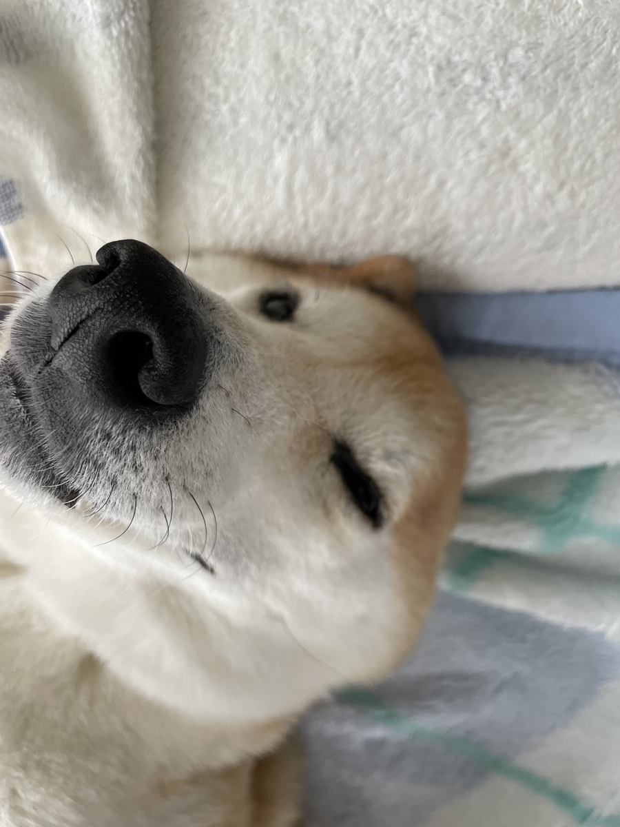 仰向けの犬