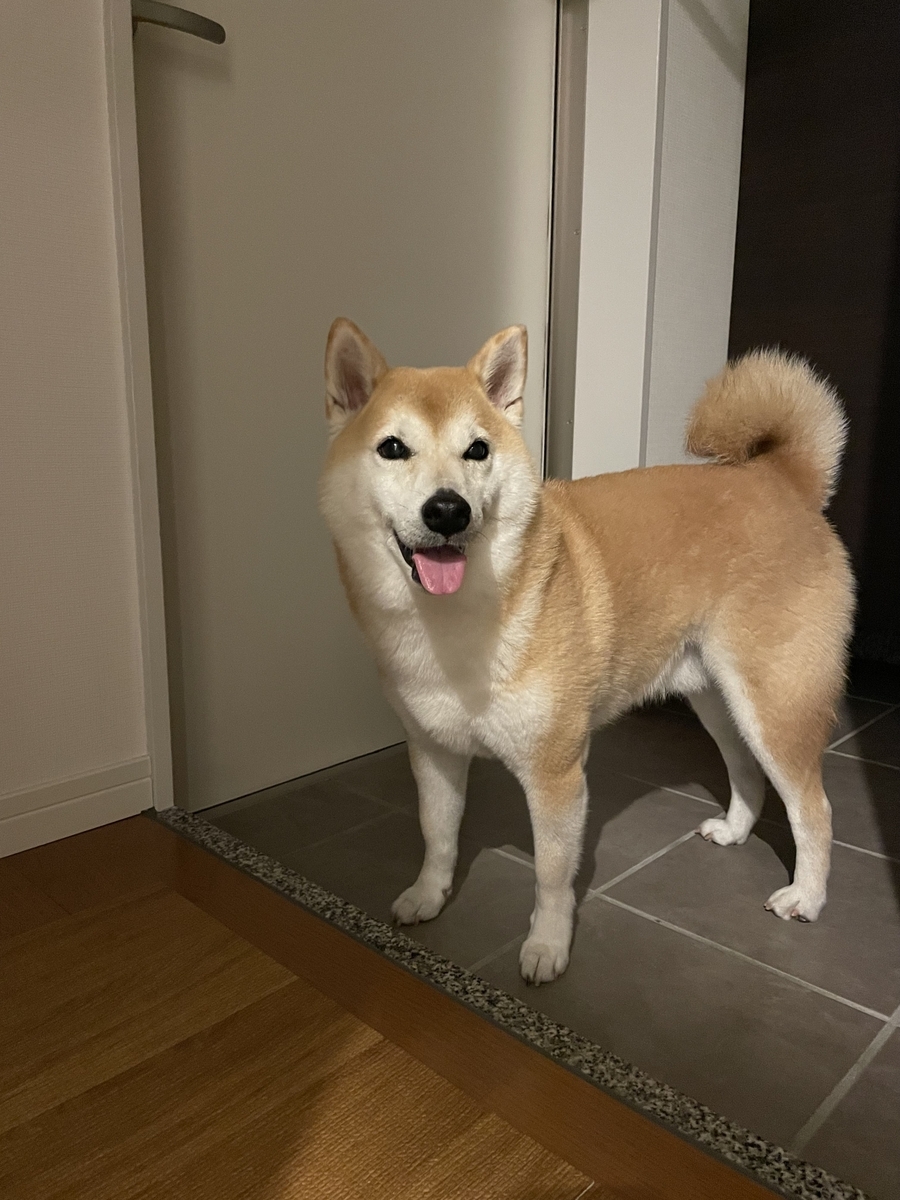 玄関にいる犬