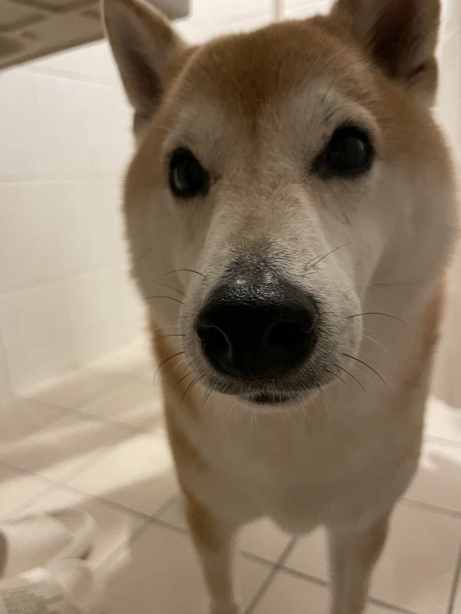ドアップの犬