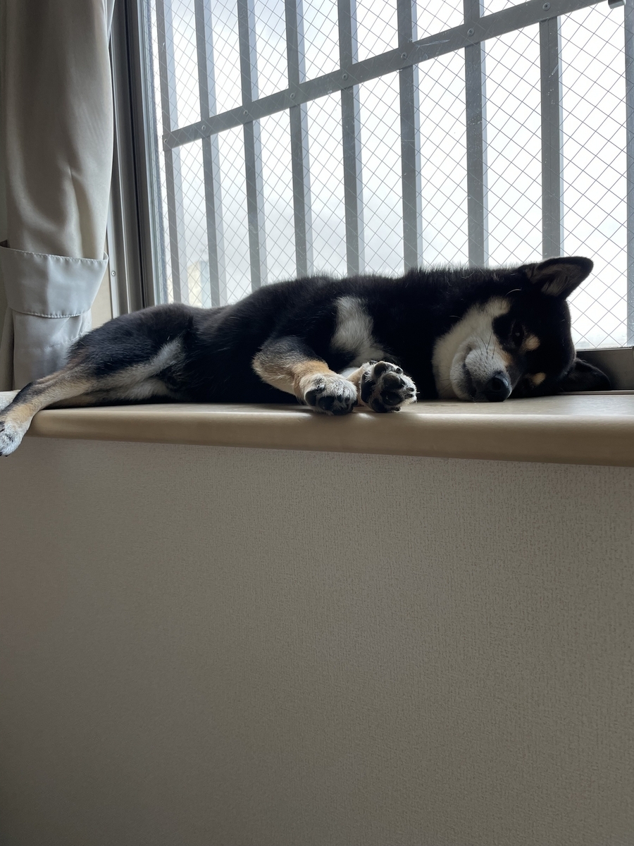 眠る犬
